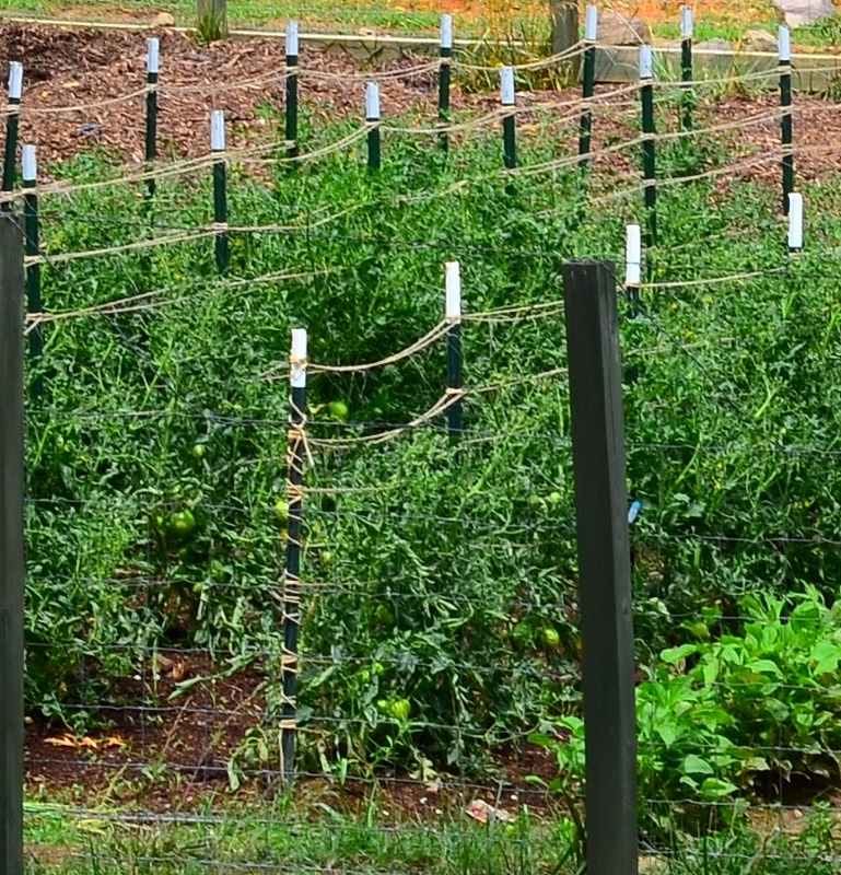 The Simple Tomato Patch Fence without Cages